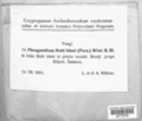 Phragmidium rubi-idaei image